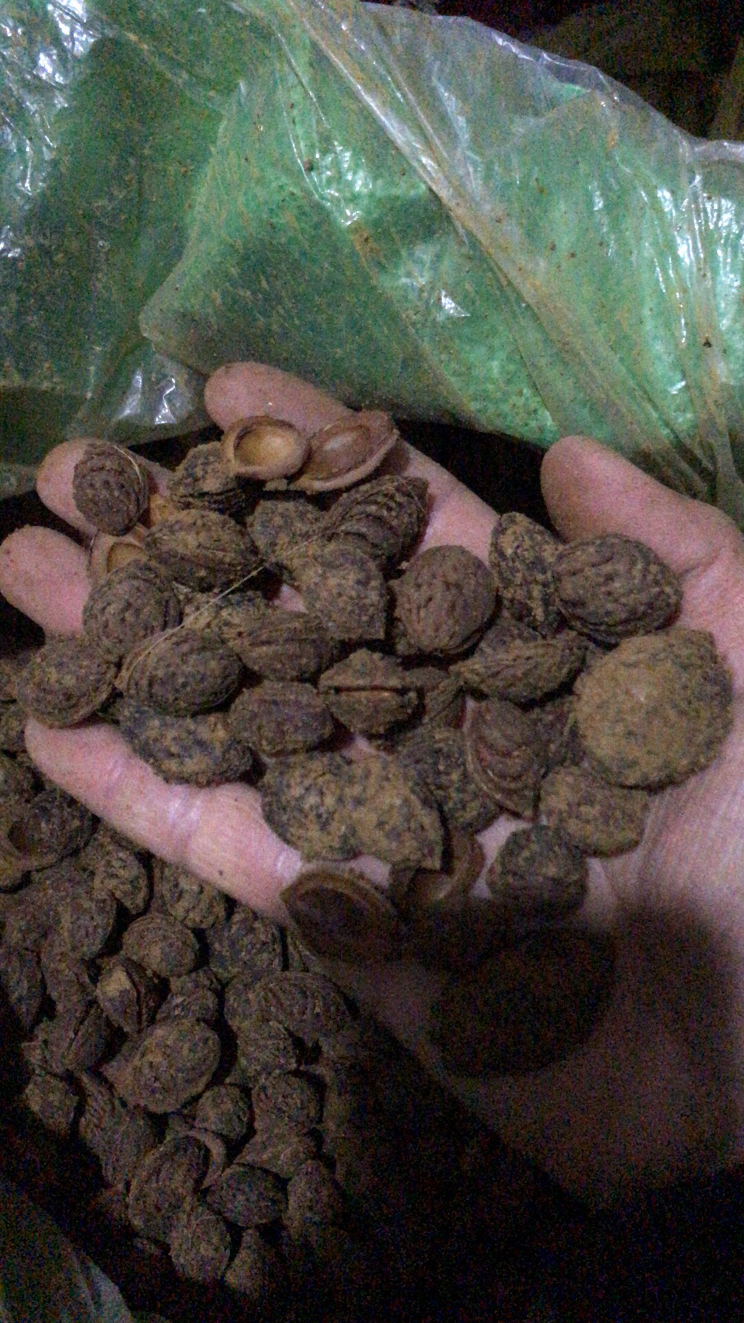 毛桃苗  桃树苗  桃芽苗 桃豆芽苗