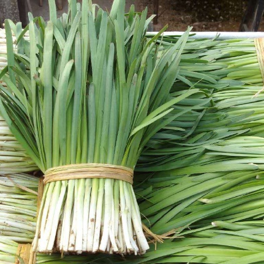 滦南县大叶韭菜 头茬