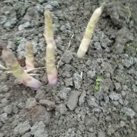 绿芦笋 混装通货 