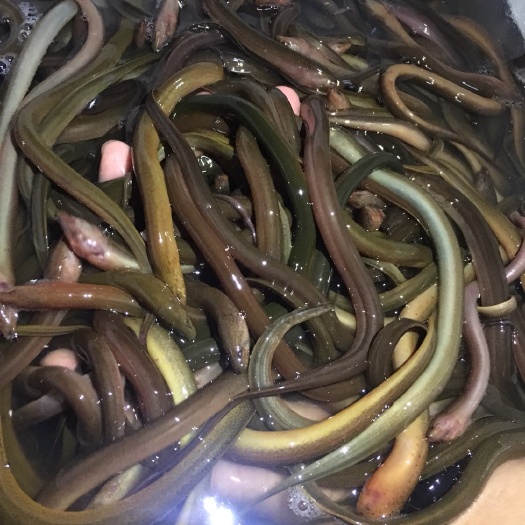 台山市正大9号黄鳝苗 
