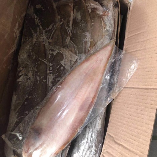 天津鳎目鱼 
