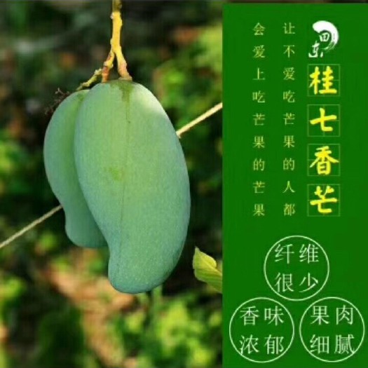 深圳田东香芒果 2两以上 