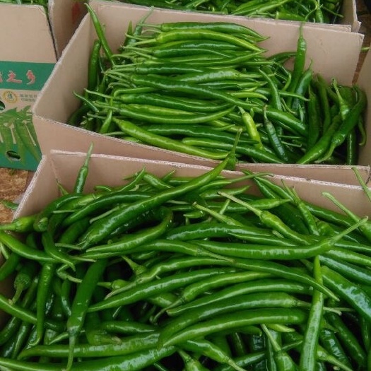 博白县线椒 20cm以上 特辣 靑色 