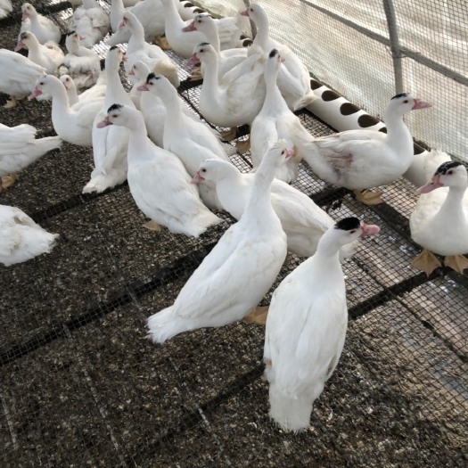 陆良县火鸭 5-6斤 母 半圈养半散养 