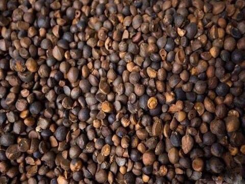 江油市油茶籽 