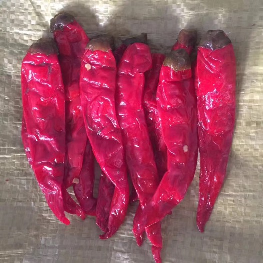 天津泡椒  厂家直销天津宁河腌制