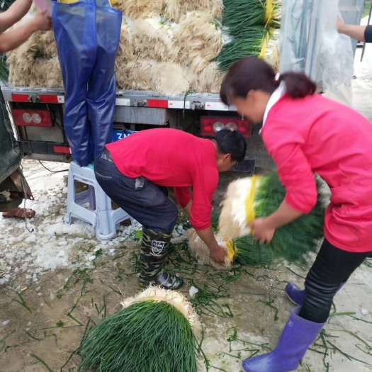 贵阳小香葱 