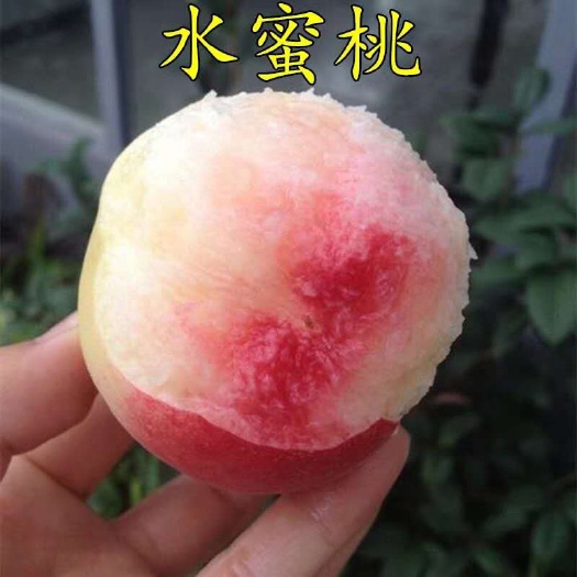 平邑县水蜜桃苗 1~1.5米 