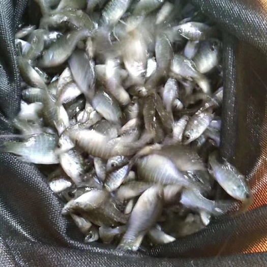 广州大量现货批发太阳鱼苗，淡水养殖