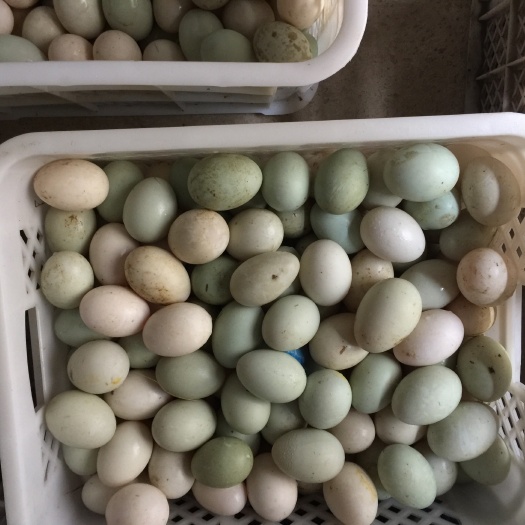 临海市麻鸭蛋 散装 食用 