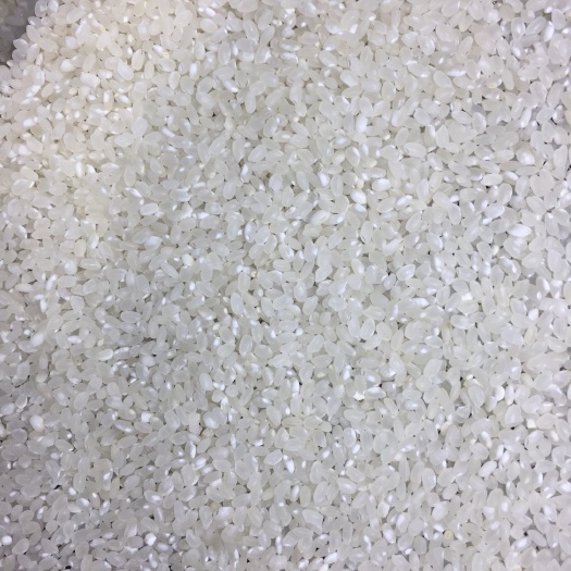 丹阳市圆粒香米 圆粒米，珍珠米