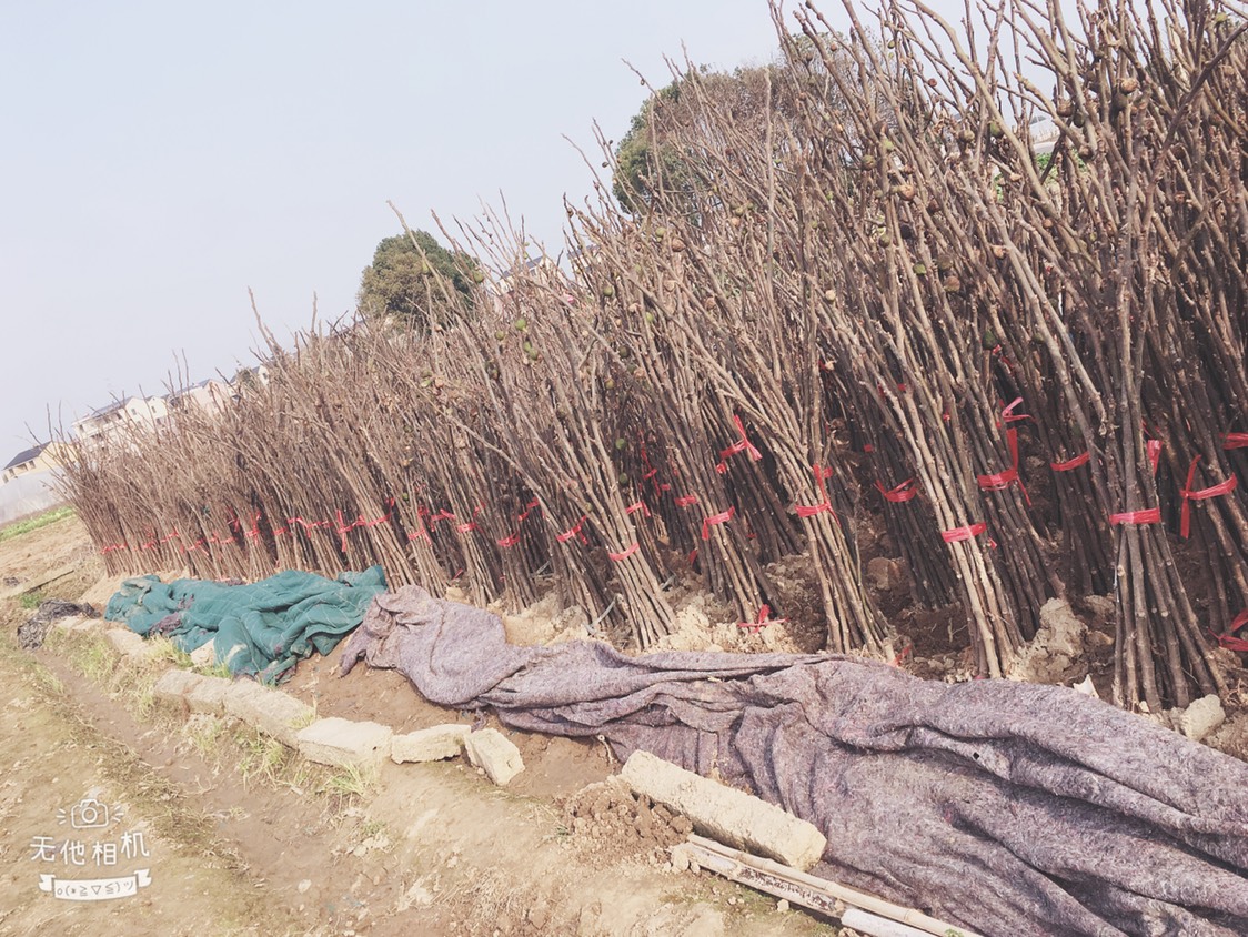 波姬红无花果苗  【热销】玻姬红无花果苗南北种植规格大根系旺