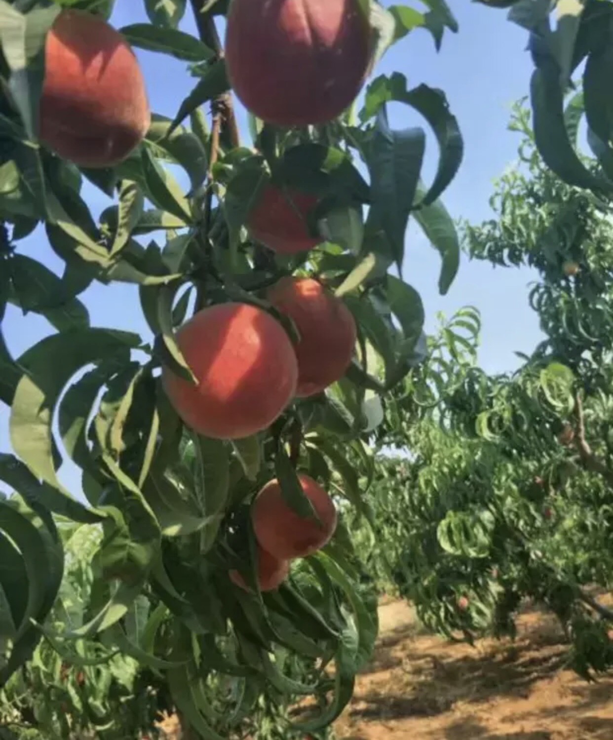 映霜红桃苗 品种纯正  免费提供种植技术