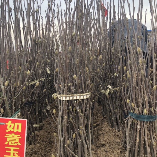 沭阳县红玉兰 