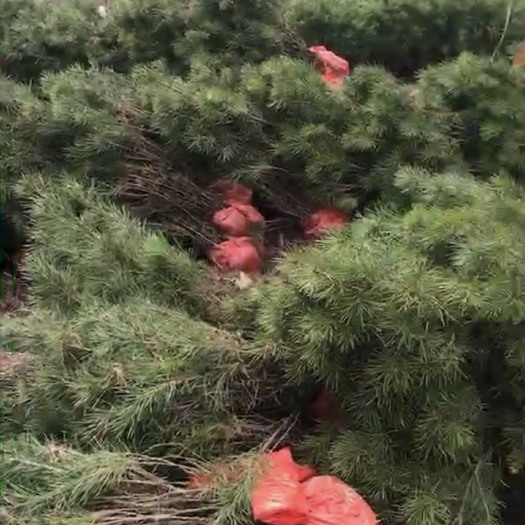 绛县白皮松 