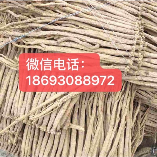 漳县白条党参 