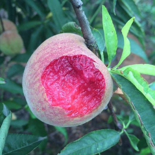 血桃苗 1.5~2.0米 