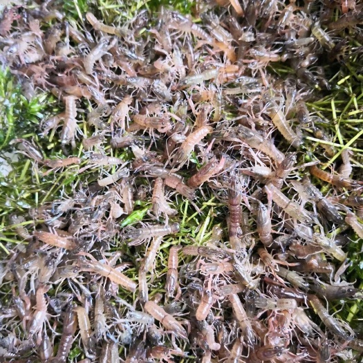 台山市澳洲淡水小龙虾苗 