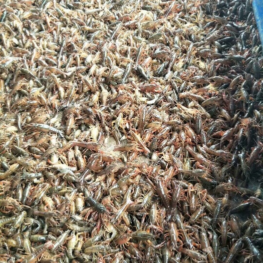 台山市小龙虾苗 