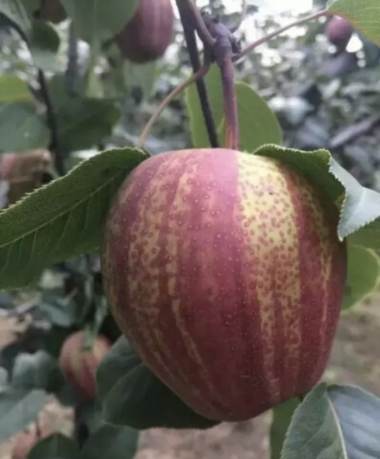 早酥红梨苗  品种纯正  免费提供种植技术