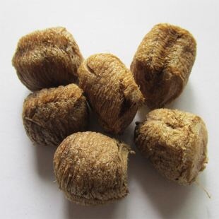 丹东大刀螳螂 