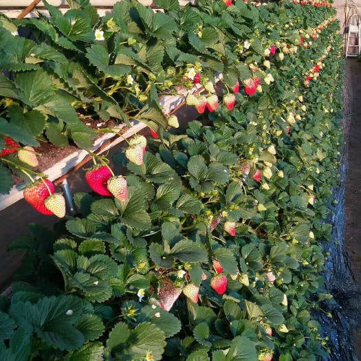 泰安红颜草莓苗 10~20公分 地栽苗 