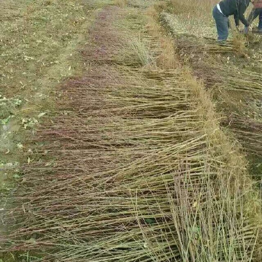 献县冬桃树苗 2.5~3米 