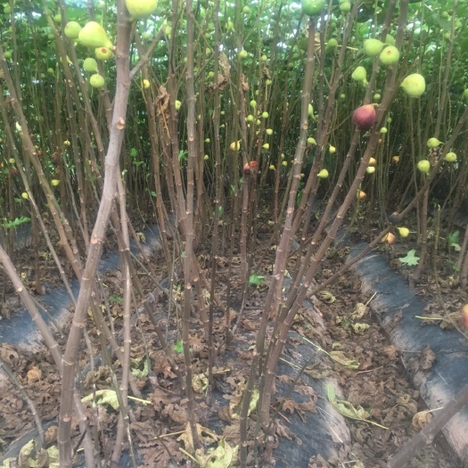 金华波姬红无花果苗