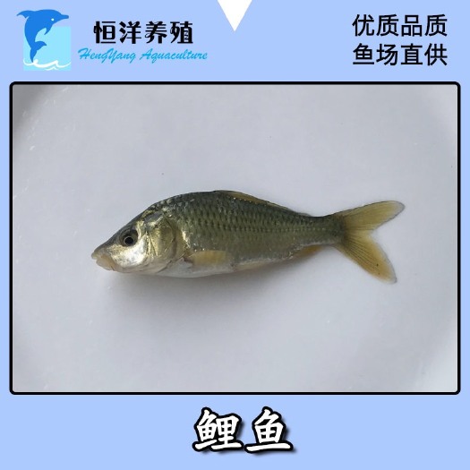 广州鲤鱼苗 