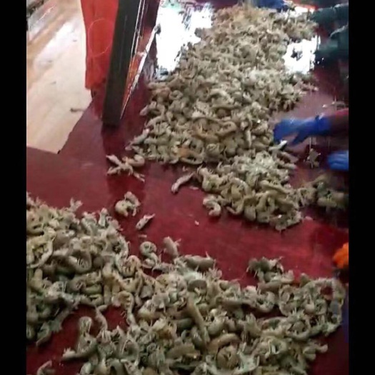 荣成市皮皮虾 
