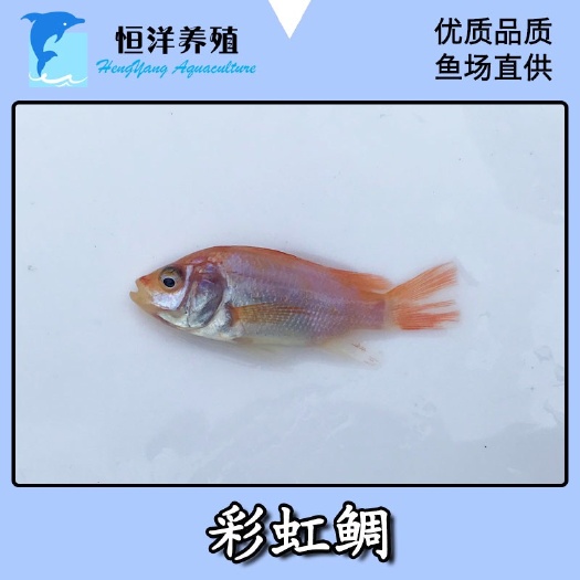广州红罗非鱼苗 