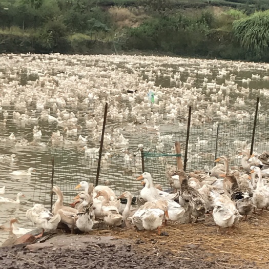 武义县白鸭蛋 散装 食用