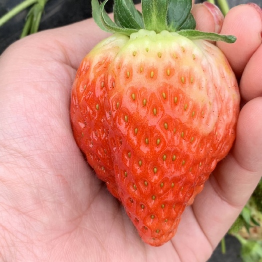 泰安章姬草莓苗 四季奶油 基地直供 脱毒育苗 易活送技术产量高
