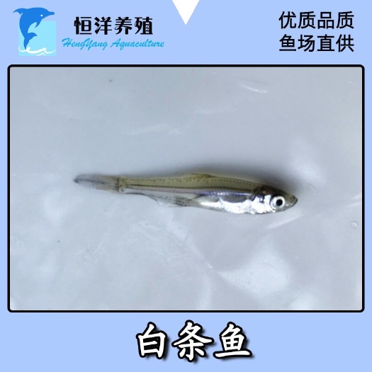 广州翘嘴白鱼苗 