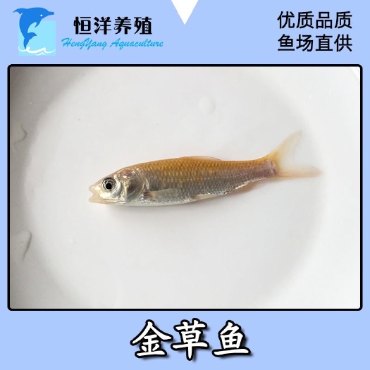 广州金草鱼苗 