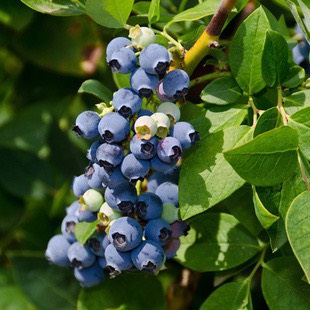 薄雾蓝莓苗  薄雾 蓝莓苗 基地直供 包品种包技术 南北方种