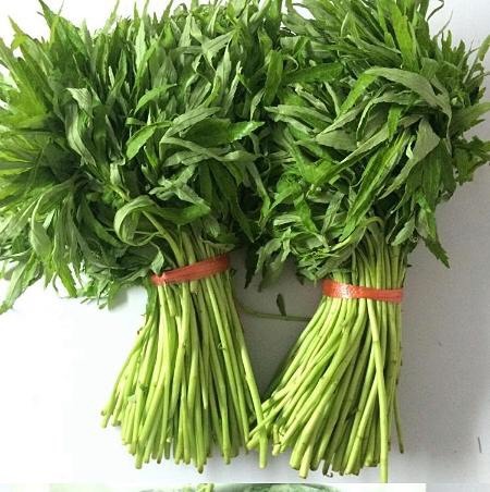 池州青藜蒿 15~20cm 