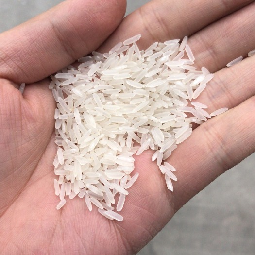 江门黄花粘大米 一等品 晚稻 籼米 