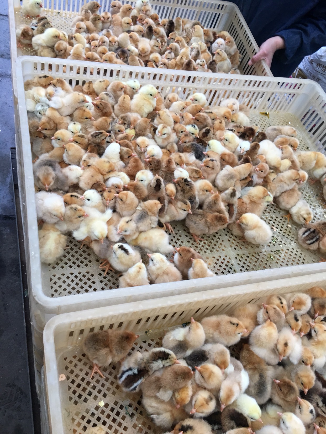土鸡苗 统货