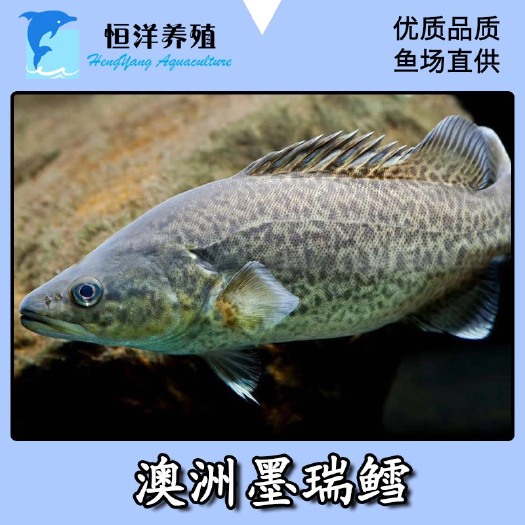 广州墨瑞鳕 