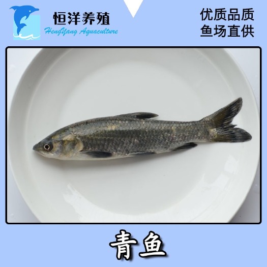 广州青鱼苗 