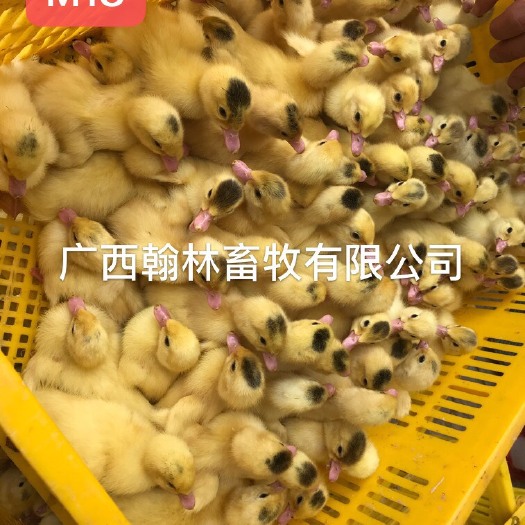 南宁一点头鸭苗