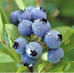 泰安薄雾蓝莓苗  薄雾 蓝莓苗 基地直供 包品种包技术 南北方种植 产量高