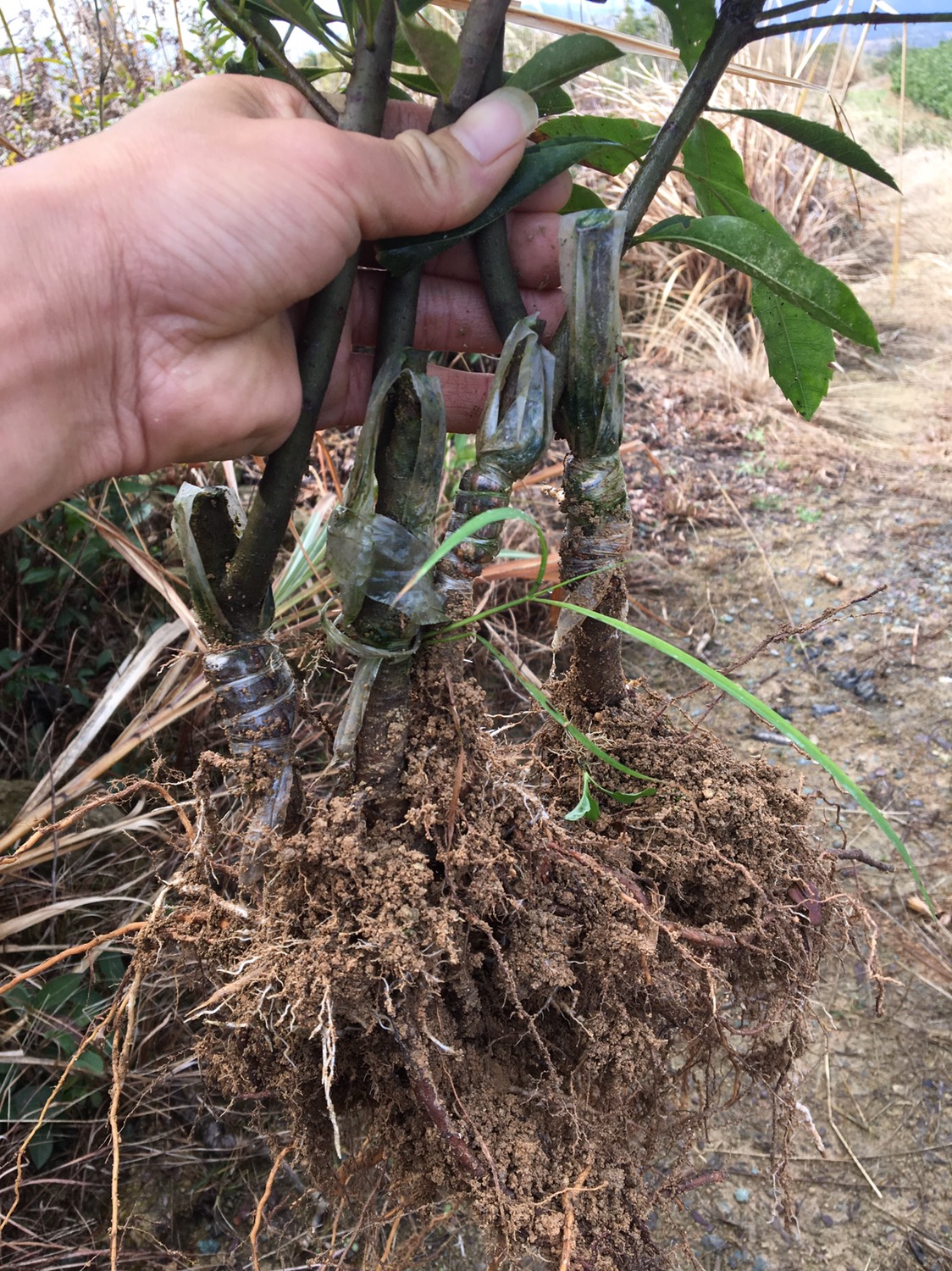 1️⃣年水晶杨梅苗