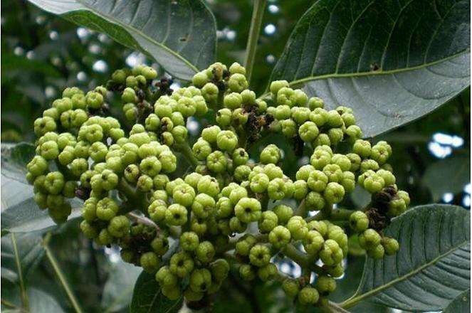 樟树市吴茱萸苗  江西纯中花，存活率高，包技术指导。