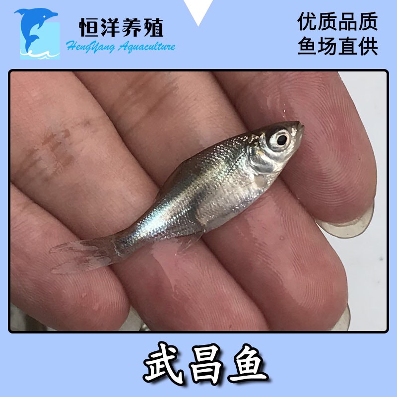 武昌鱼苗 