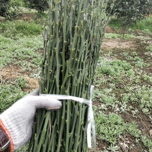 成都纽荷尔脐橙枝条 柑橘类 牙条
