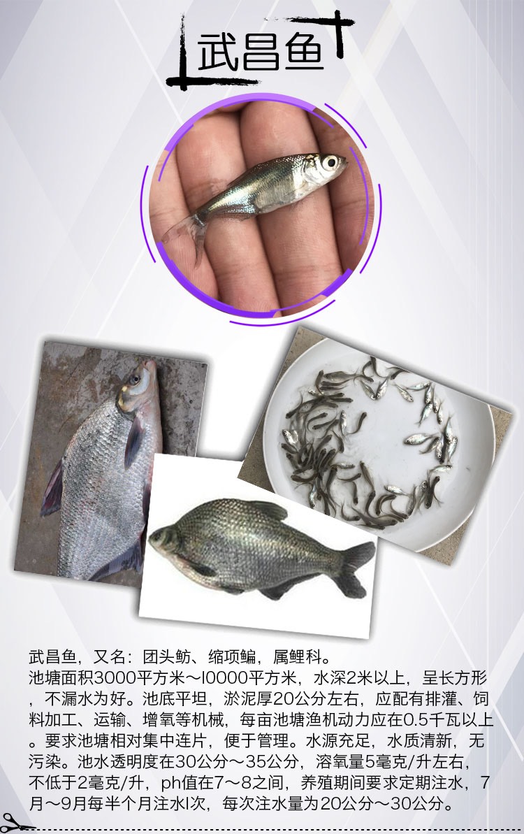 武昌鱼苗 