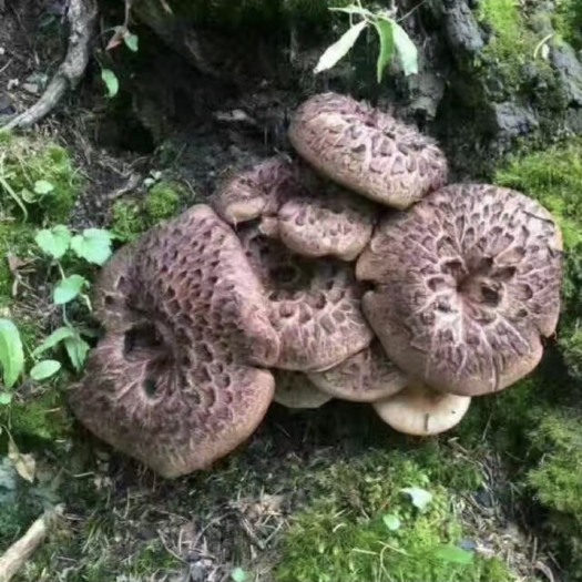 昆明黑虎掌菌 干货 野生 