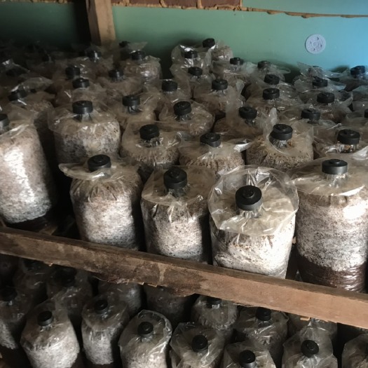 武定县榆黄蘑菌种 大球盖菌种